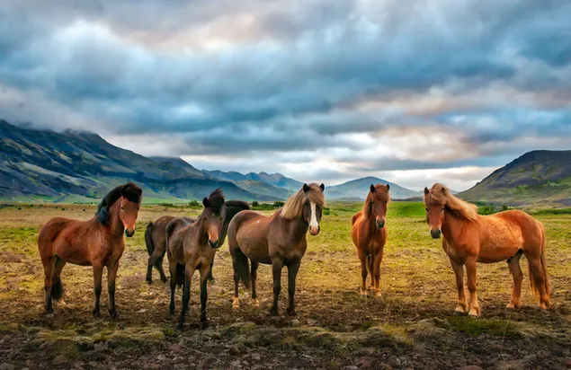 Seis caballos hermanos caminando juntos en la naturaleza al pie de las montañas