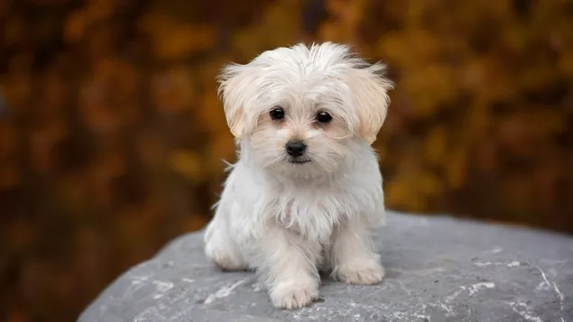 Selectieve focusfotografie van langharige witte puppy download