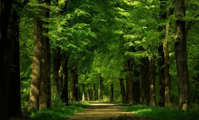 森の端への道 ダウンロード