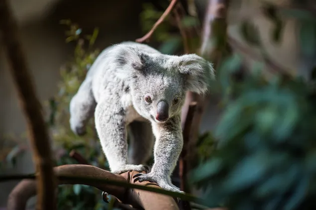 森の木々の間で遊ぶ哺乳類動物コアラ ダウンロード