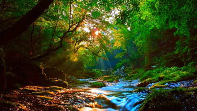 森の小川に輝く太陽
