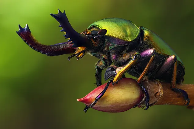 Serangga dengan warna-warna alami yang indah pada cabang kuncup di depan latar belakang kabur hijau unduhan