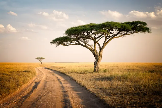 Serengeti Nasionale Park, Tanzanië aflaai