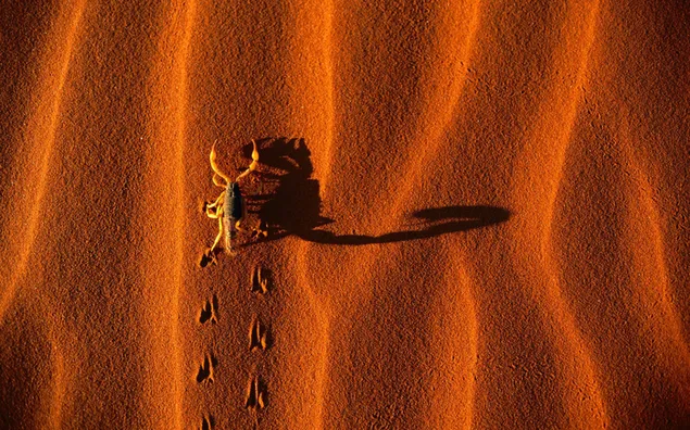 Schatten eines Skorpions, der im Deser spaziert HD Hintergrundbild