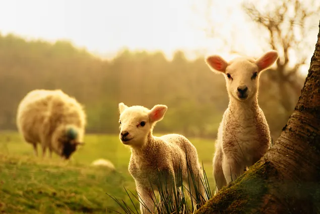 晴天時に牧草地で放牧されている羊と子羊 8K 壁紙