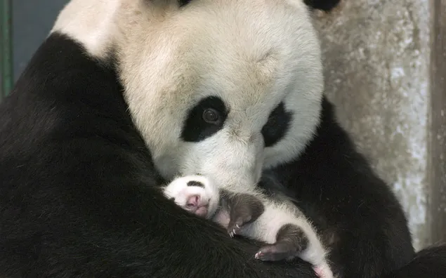 生まれたばかりの赤ちゃんパンダ