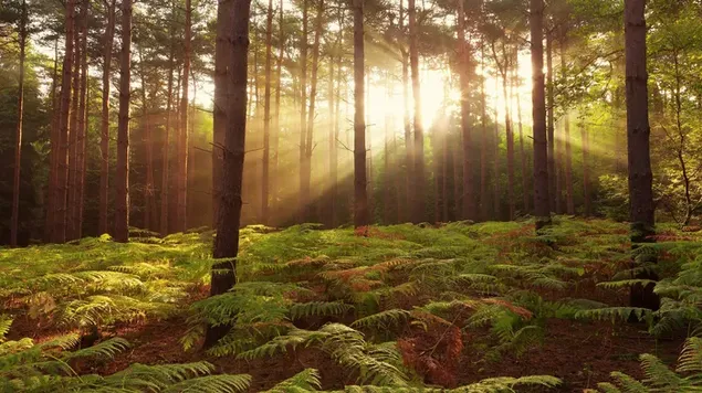 Sherwood Bos download