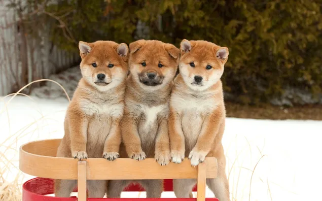 Shiba inu-puppy's