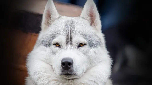 シベリアンハスキー犬の品種