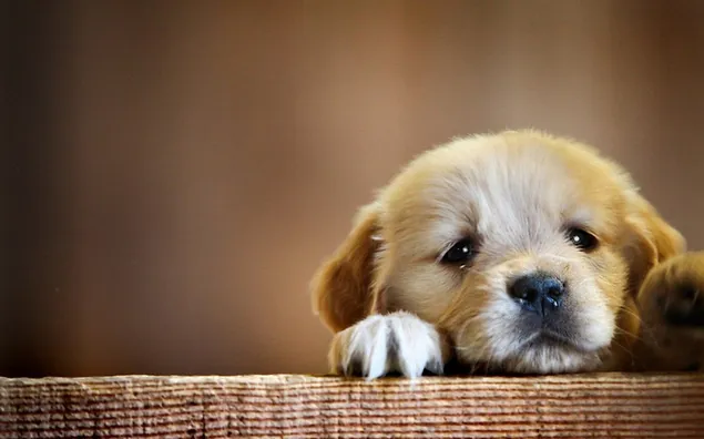 Cachorro beige de pelo corto HD fondo de pantalla