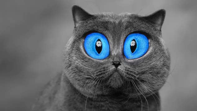 Kortharige grijze kat met blauwe ogen 4K achtergrond