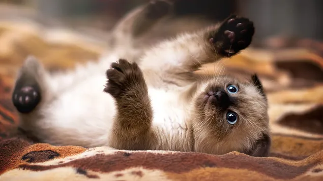 Gatito siamés posa lindas poses 2K fondo de pantalla