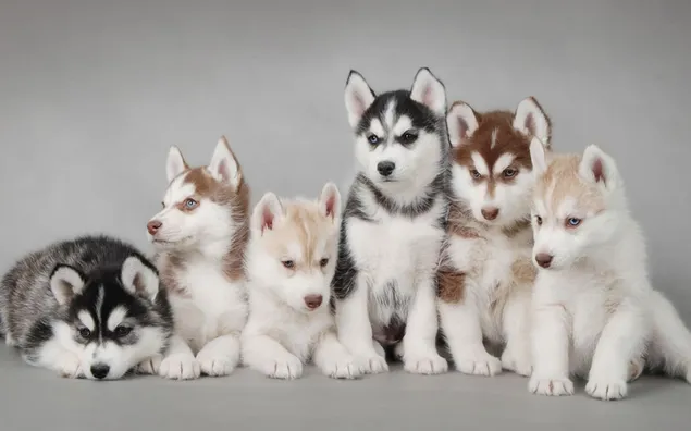 Camada de cachorros de husky siberiano HD fondo de pantalla