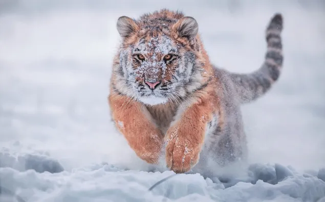 Siberische tijger in de sneeuw download