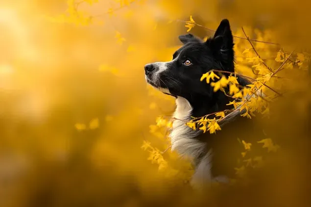 Sideview of a black dog surrounded by yellow plants  download
