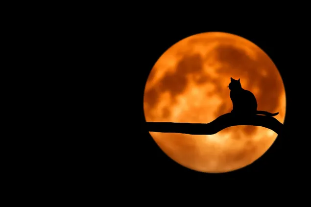 月明かりの下で猫のシルエット