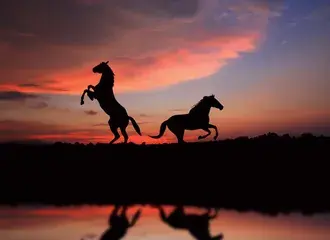silhuetas de cavalos empinando e correndo refletidas na agua ao por do sol