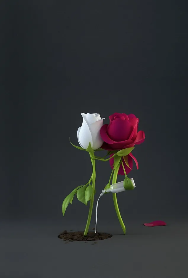 Amor sincero de rosa roja y blanca. descargar