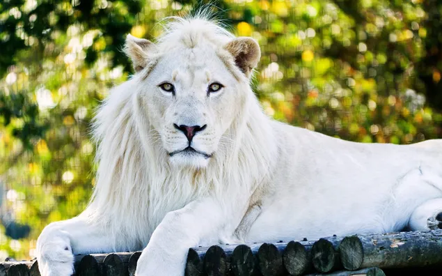Singa putih yang bangga unduhan