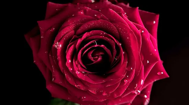 Sola flor rosa roja