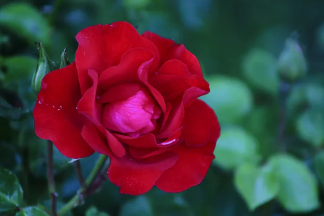 Single red rose download