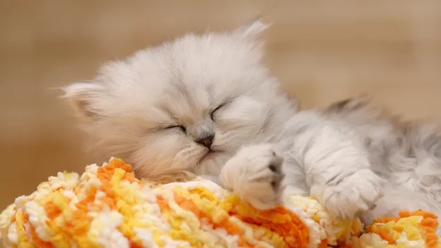 Schlafende schöne süße Hündchenkatze