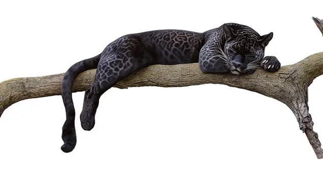 spiacy czarny jaguar na galezi pobierz