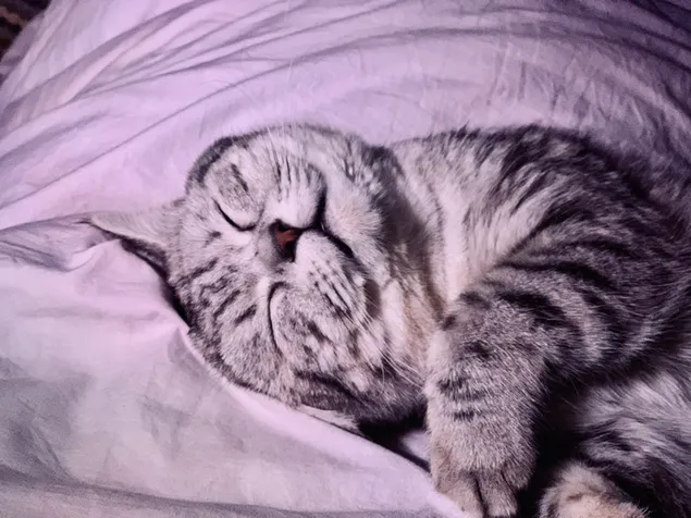 Gato británico de pelo corto durmiendo 4K fondo de pantalla