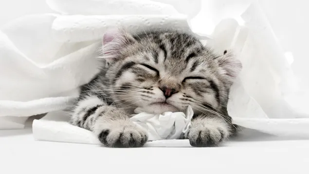 prezemete zaspano slatko mache