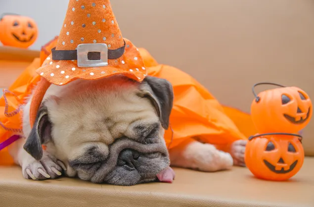 Sleeping pug on halloween