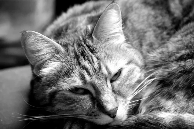 s''nliva kotka izteglyane