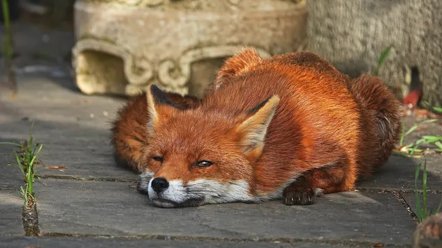 眠そうなキツネ 4K 壁紙