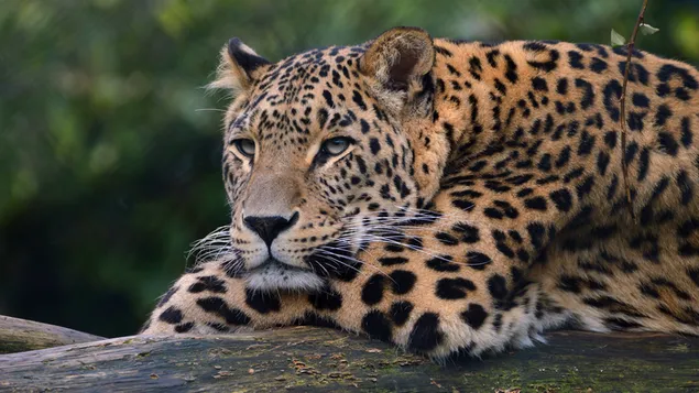 Sleepy Leopard 4K วอลเปเปอร์