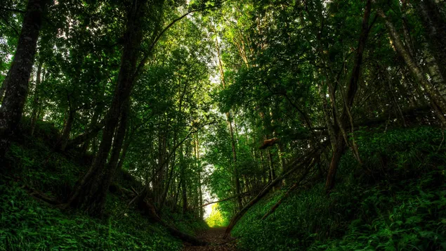 Smal pad in het bos