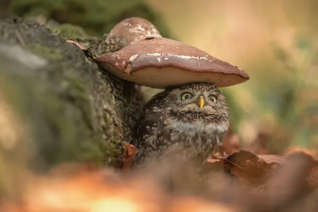 Small bird owl protected from rain under mushroom growing on mossy stone in front of blurred background