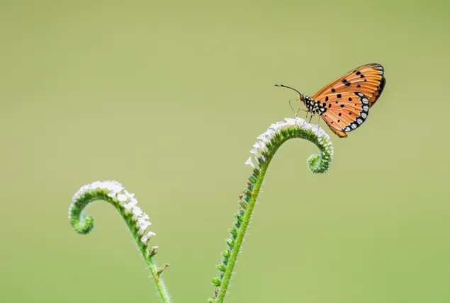 Small orange butterfly
