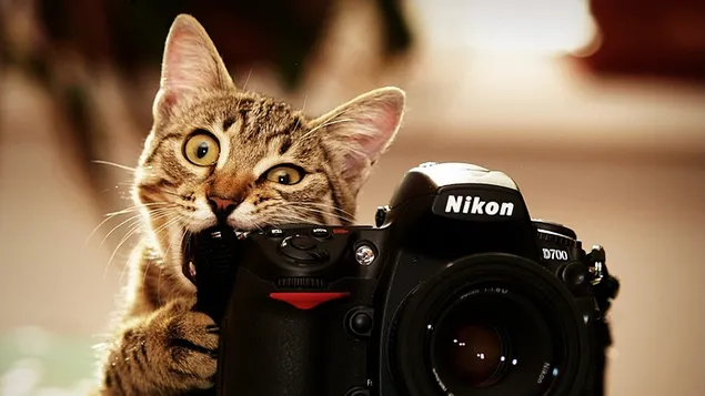 Gato marrón inteligente y divertido tomando fotos con una cámara