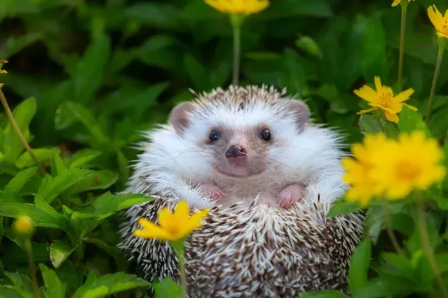 Páipéar balla Sracfhéachaint miongháire ar ghráinneog gleoite i measc nóiníní buí agus féar4K