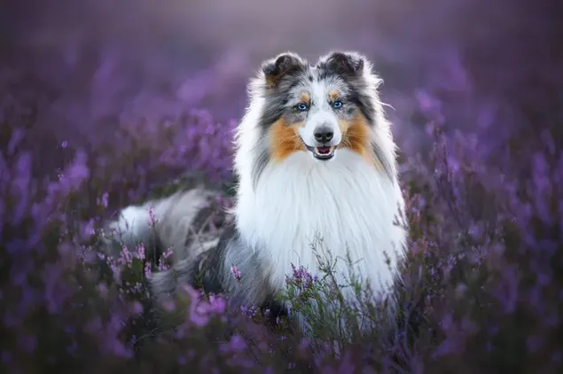 Lächelnder weißer hübscher Hund auf einem purpurroten Blumengebiet herunterladen