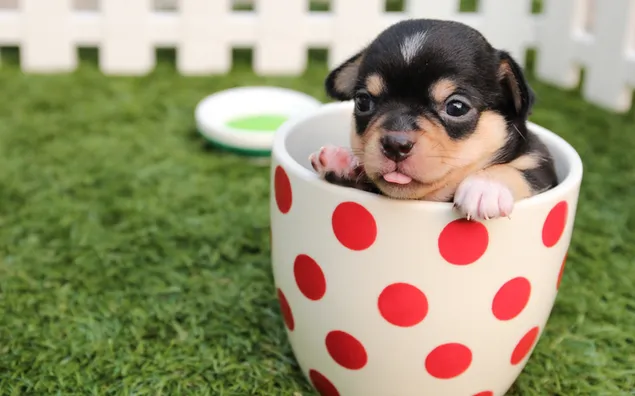 Bai Se He Hong Se Yuan Dian Bei Shang Guang Hua Tu Ceng De Hei Se He Zong He Se Cha Bei Ji Wa Wa Xiao Gou Xia Zai