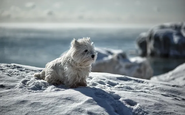 Sneeuwbal hondje