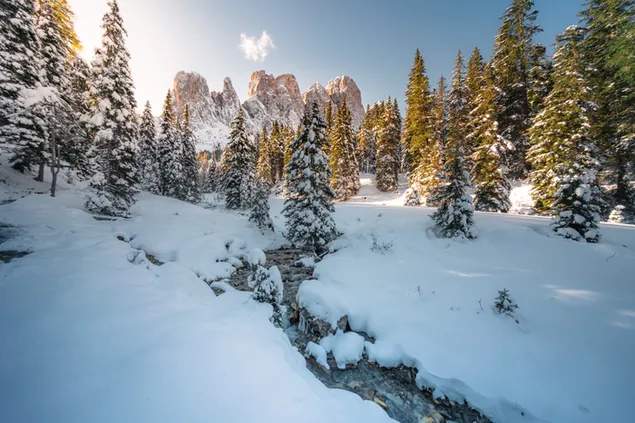 Pemandangan salju dan siang hari di hutan 8K wallpaper