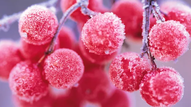 Berry merah yang tertutup salju HD wallpaper