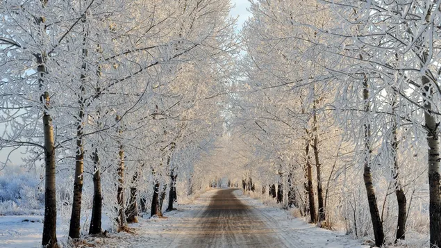 Jalan berjajar pohon yang tertutup salju unduhan
