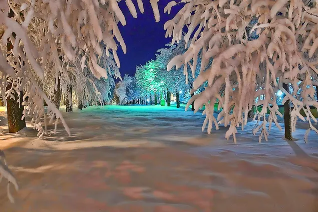 Pohon musim dingin yang tertutup salju HD wallpaper