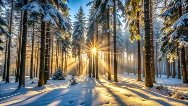 Schnéi-staubte Bësch mat Sonneliicht duerch héich, frosteg Pinien 4K Tapeten