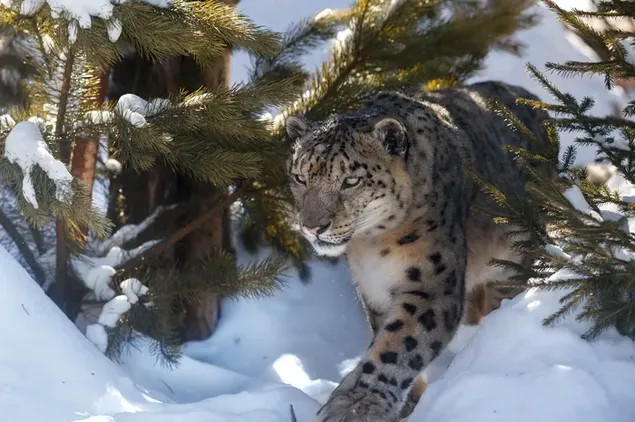 Snow leopard by the pine trees in the snow download