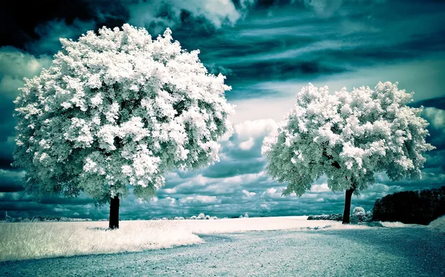 Sneeuw ziet eruit als blad aan de boom