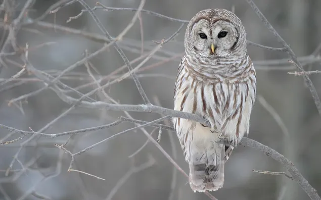 Snow owl and tree