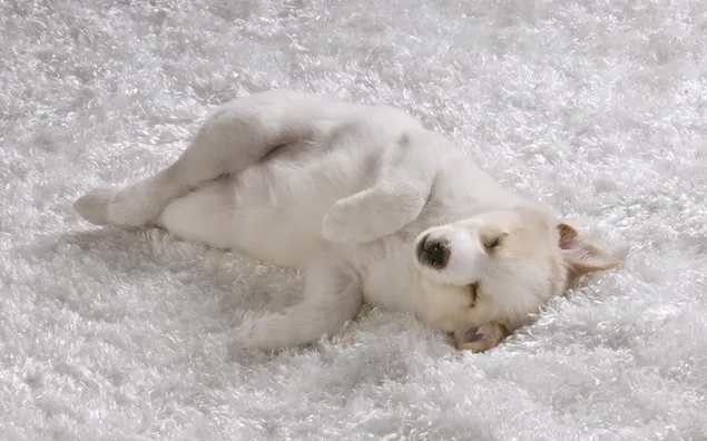 Cama para cachorros de nieve